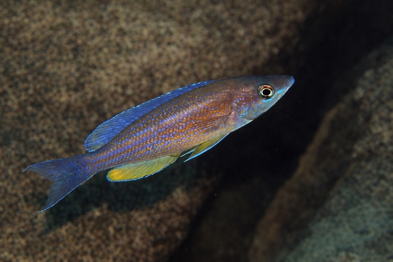 Cyprichromis microlepidotus 'Ifala'